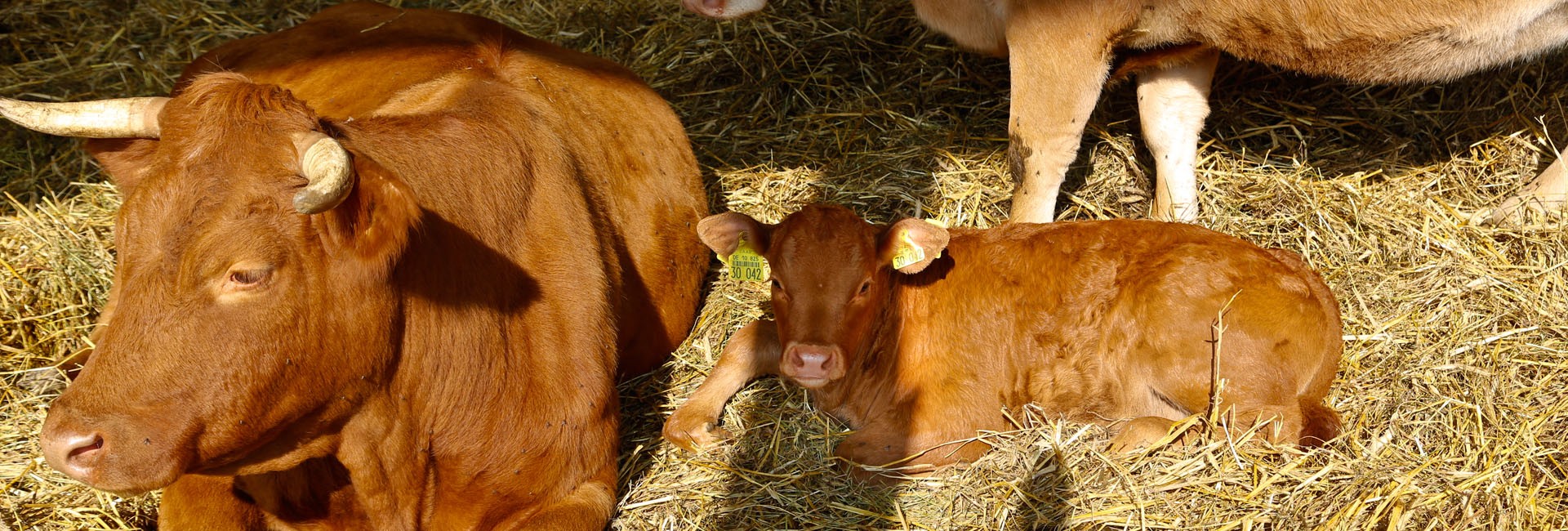 La Ferme du Bio : viande, charcuterie, épicerie et produits bio